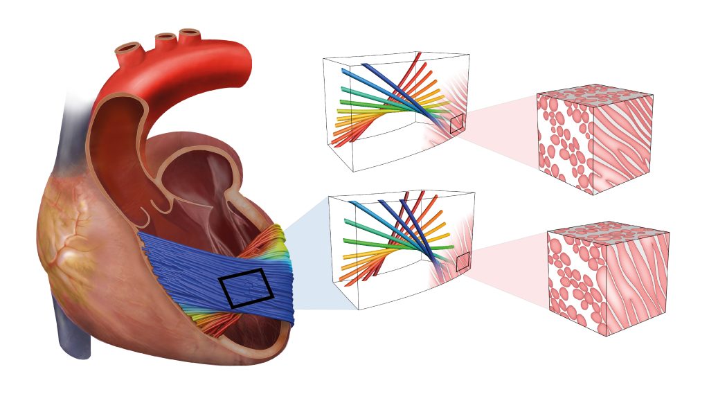 Anatomische Illustration: Herzmuskel