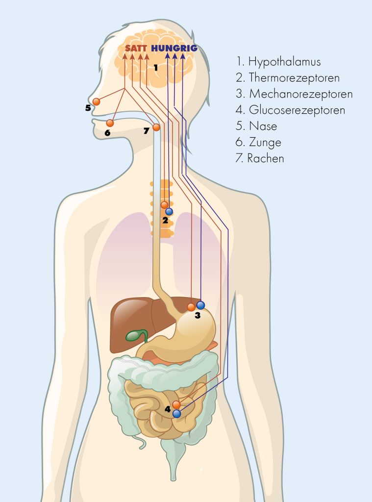 Medizinische Illustration: Verdauungssystem