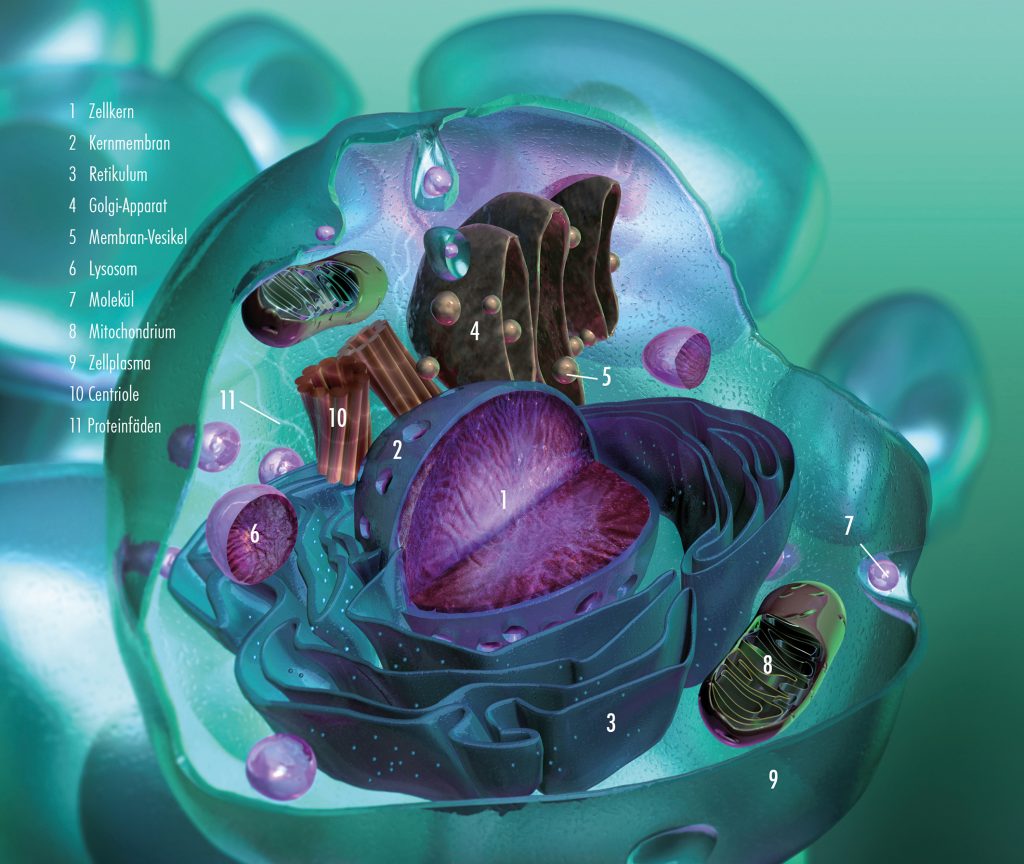 Infografik Aufbau der menschlichen Zelle